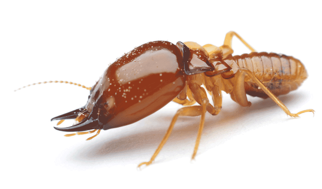 全国爱卫会除四害标准