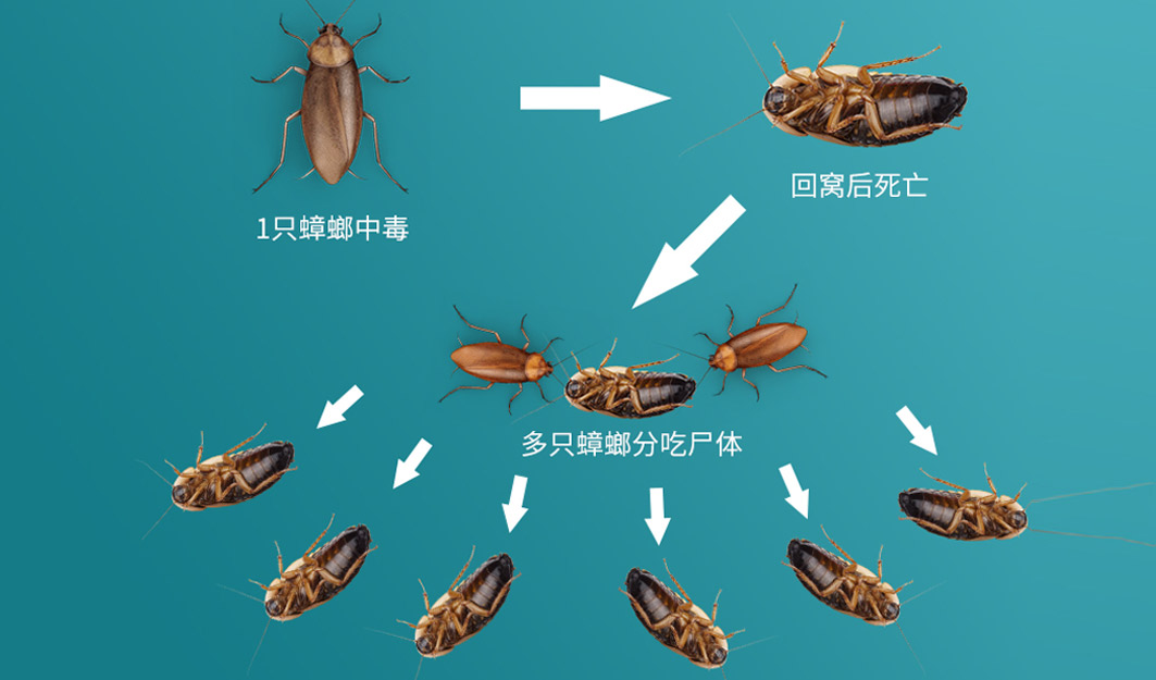 灭蟑螂用药和使用方法
